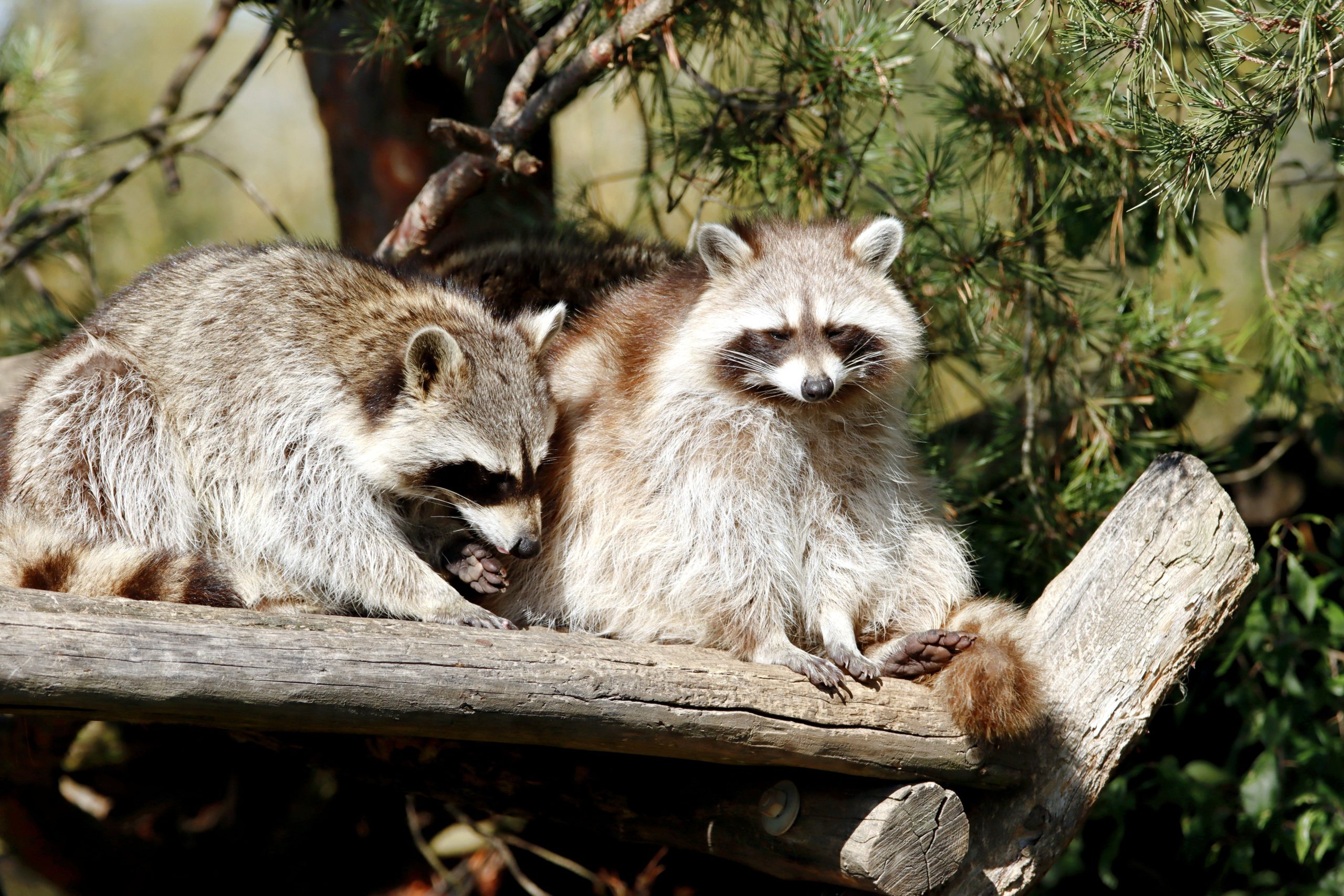 Two raccoons sitting on a log