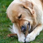 Beef Gullet - All-Natural Source of Chondroitin and Glucosamine Golden retriever dog chewing on a stick