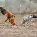Rural King carries the Best Brands of Chicken Feed Chickens eating feed from the ground