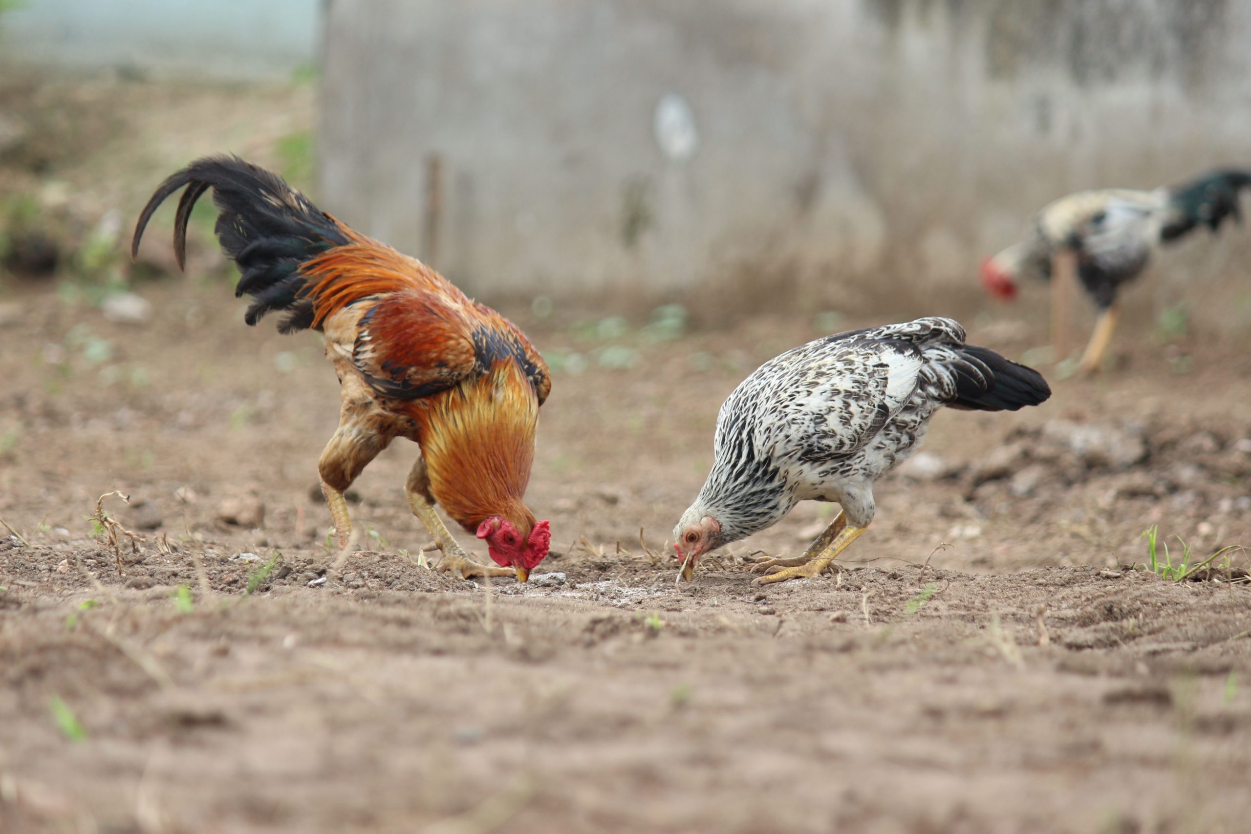 Young chickens feeding in a backyard coop
