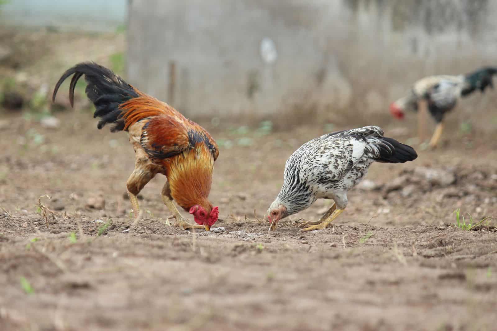 Chickens eating feed from the ground
