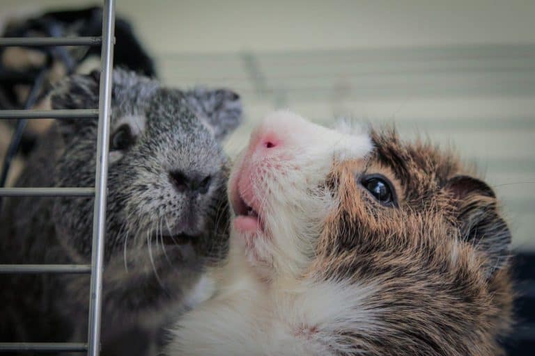 Two fluffy young guinea pigs peeking out of a cage