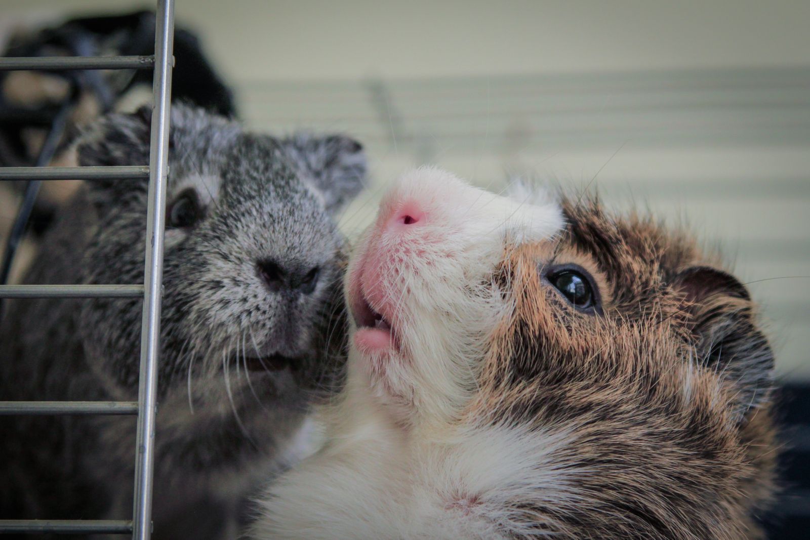 Two fluffy young guinea pigs peeking out of a cage
