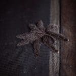 Close-up of a tarantula