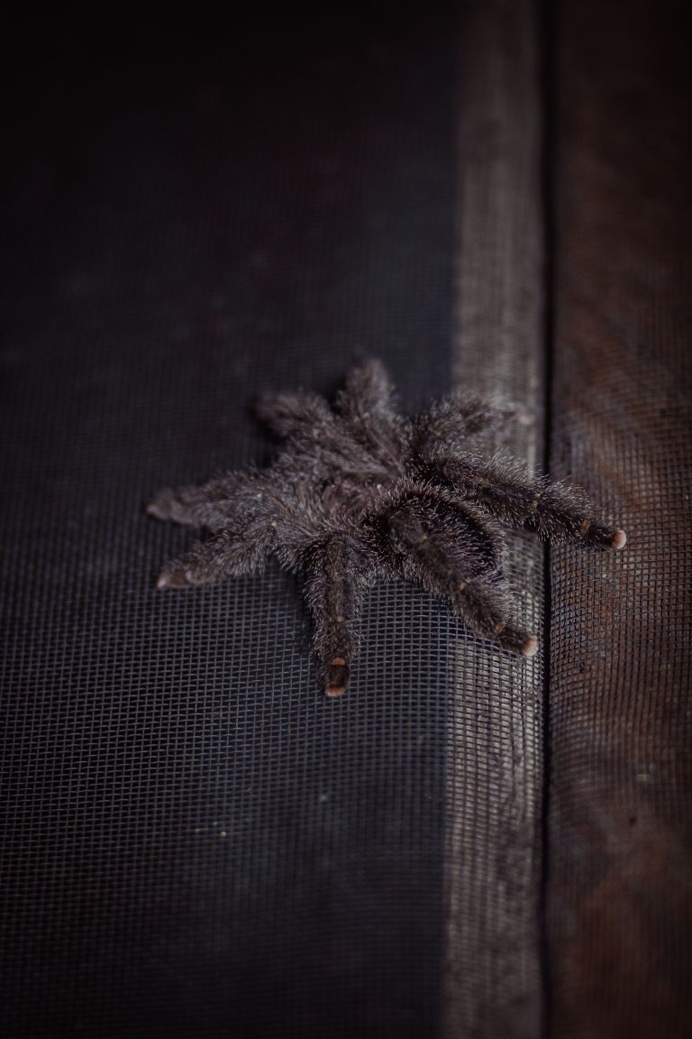 Close-up of a tarantula