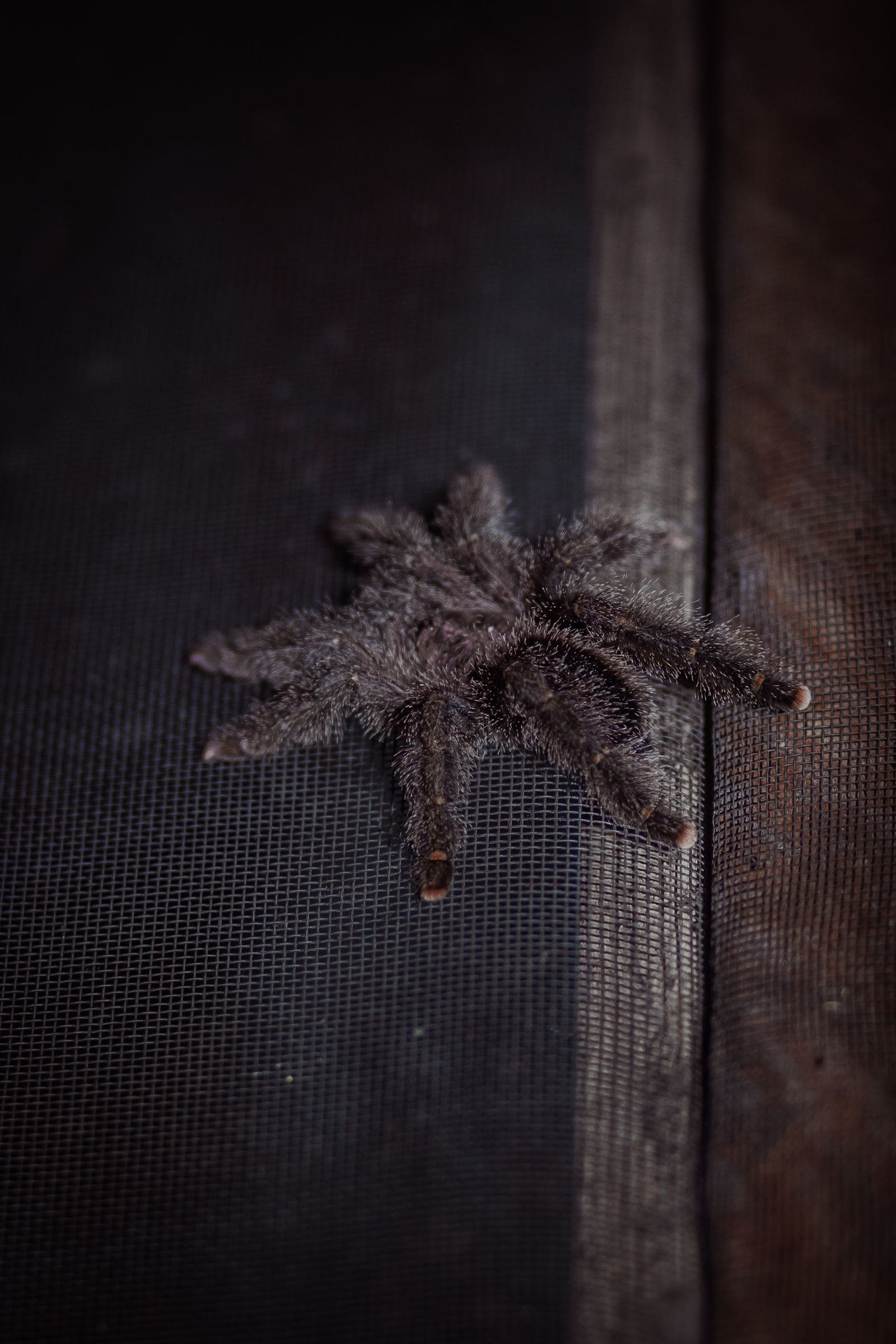 Close-up of a tarantula