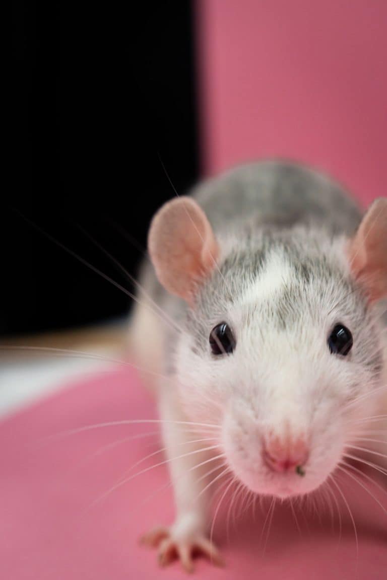 Close-up of a pet rat