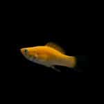 Best Food For Black Moor Goldfish Goldfish swimming against a dark background
