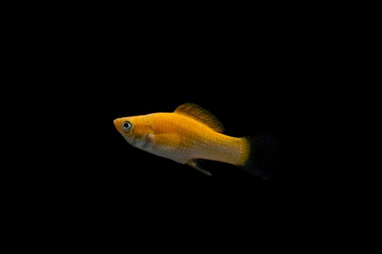 Goldfish swimming against a dark background