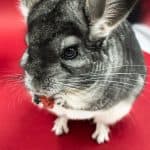 Best Treats for Chinchillas: Safe Options and What to Skip Chinchilla eating a small snack against a red background
