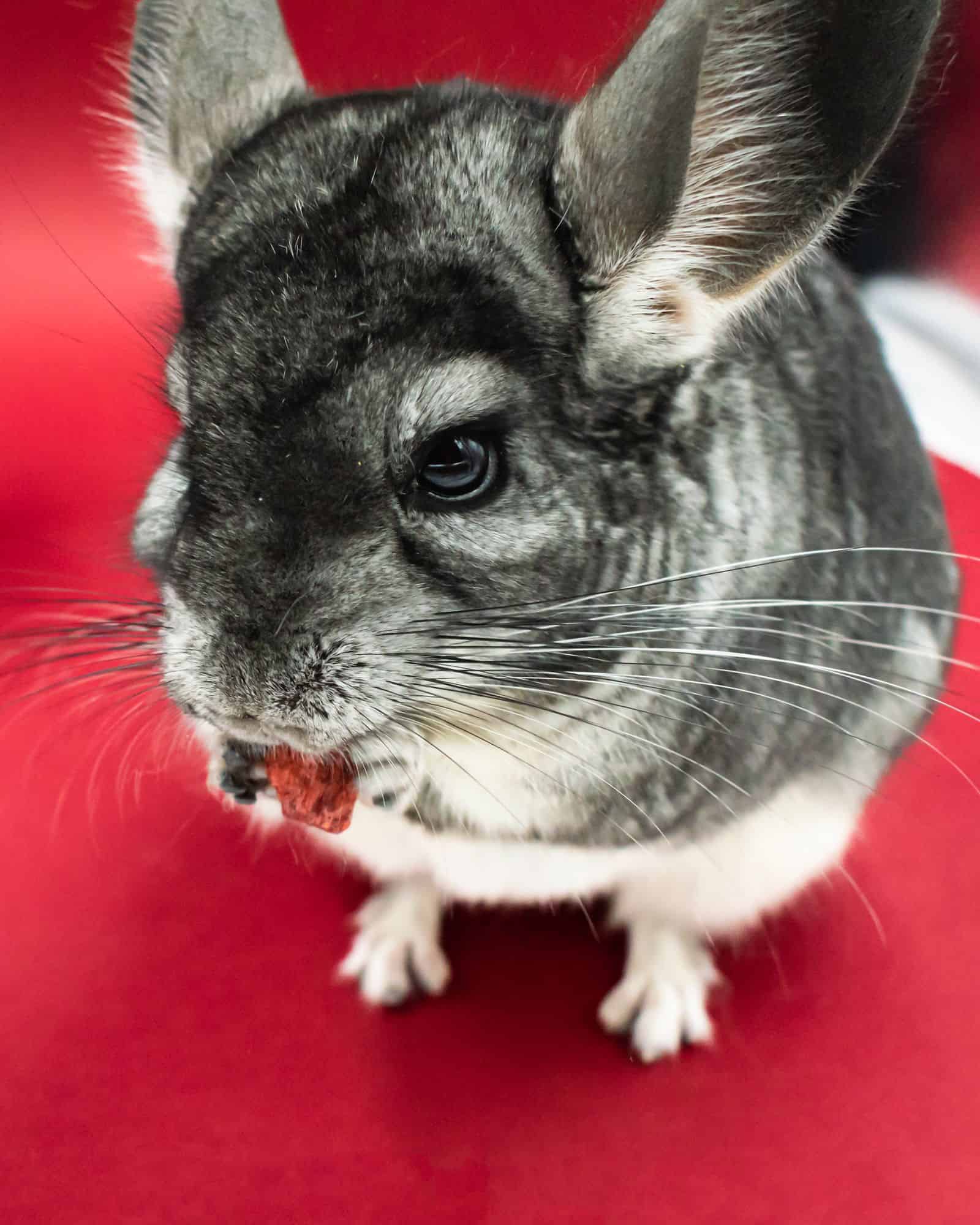 Chinchilla eating a small snack against a red background