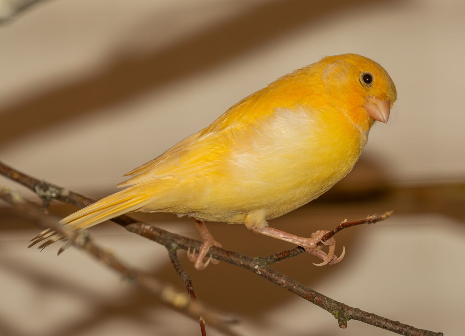 Canary close-up on a branch