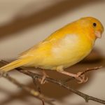 Close-up of a canary on a branch