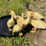 Ducklings drinking water from a pan
