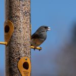 Is Petco Wild Bird Seed the Right Choice For Your Yard? Dark-eyed junco perched on a glass bird feeder