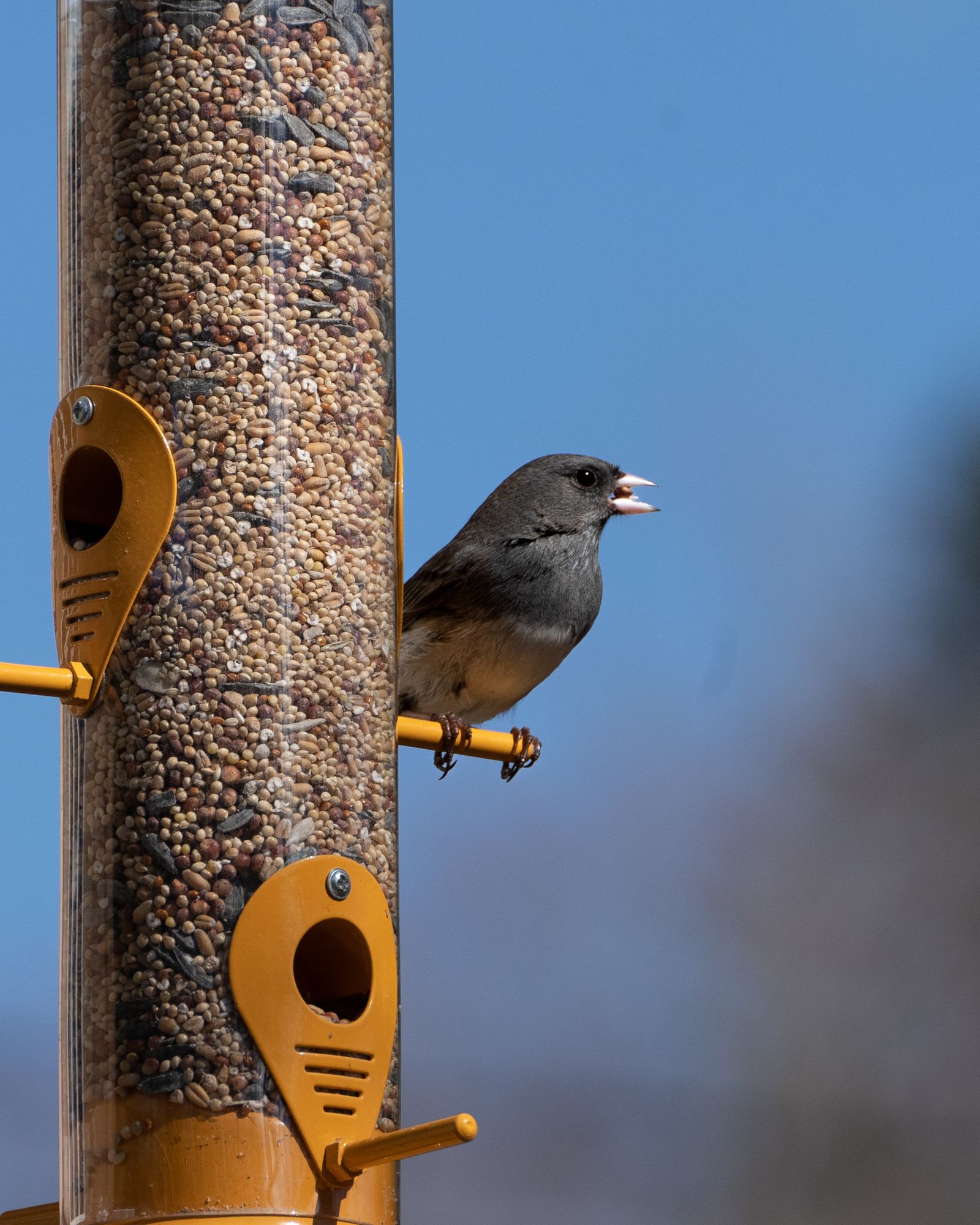 Dark-eyed junco perched on a glass bird feeder