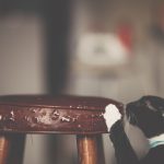 Edible Flea Treatment For Cats Close-up of a cat scratching