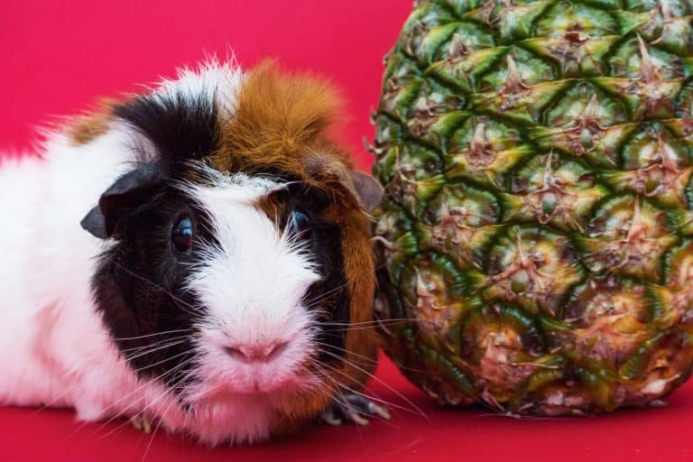 Guinea pig with a piece of pineapple fruit