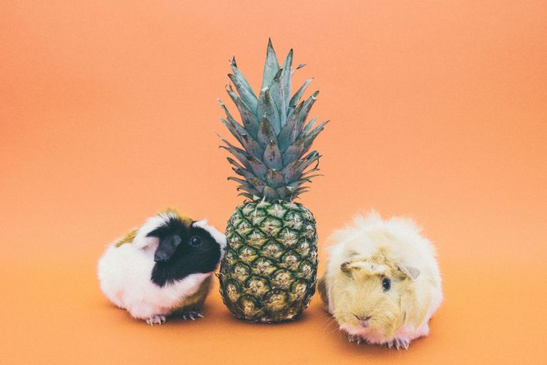 Two guinea pigs foraging on grass