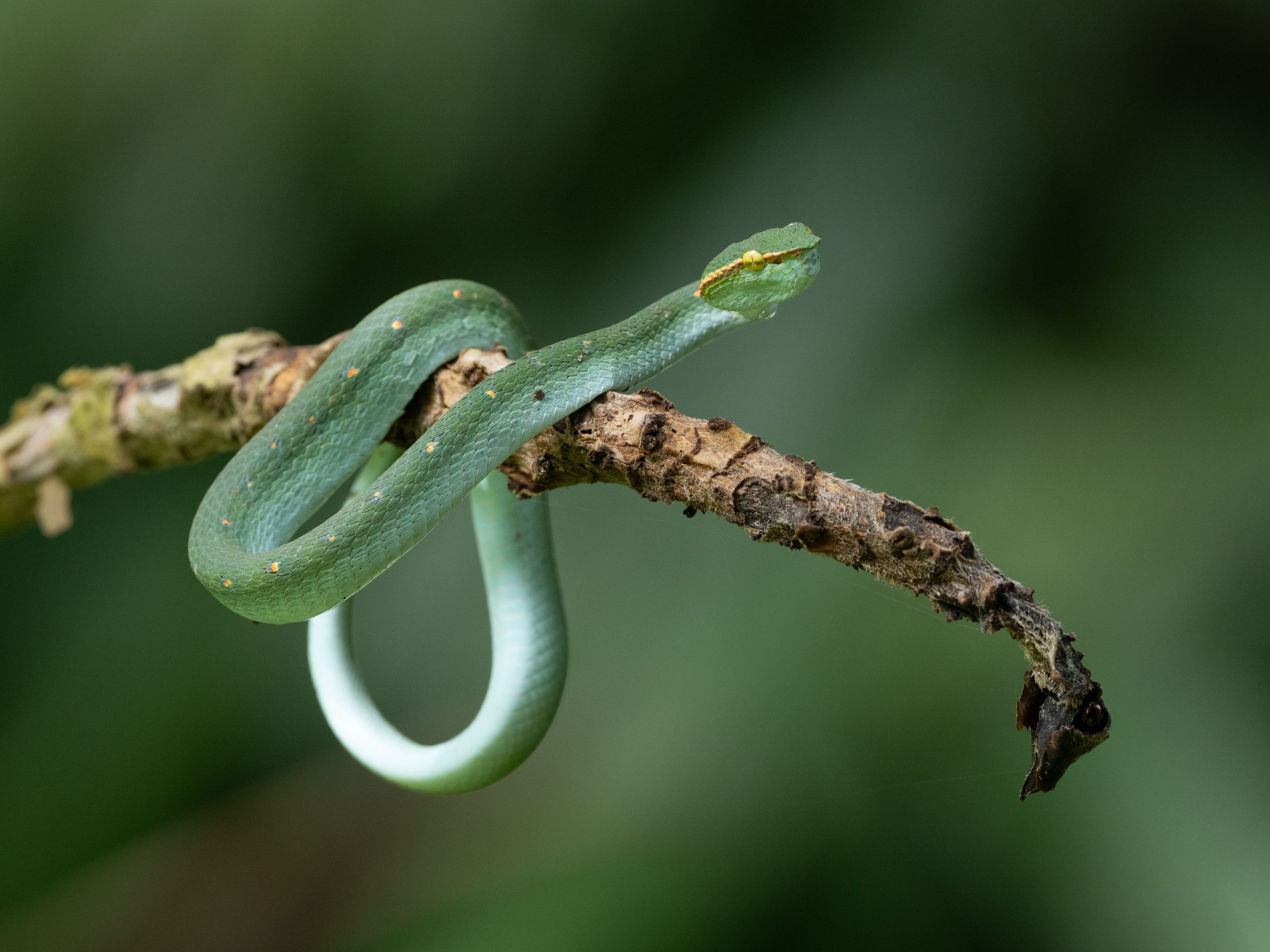 A bright green snake coiled on a branch