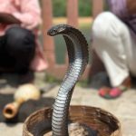 King cobra resting in a wicker basket