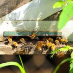 Ambrosia Syrup for Bees Honey bees on a hive