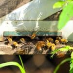 Bee Feeder Bucket - What's Inside? Honey bees at a beehive entrance