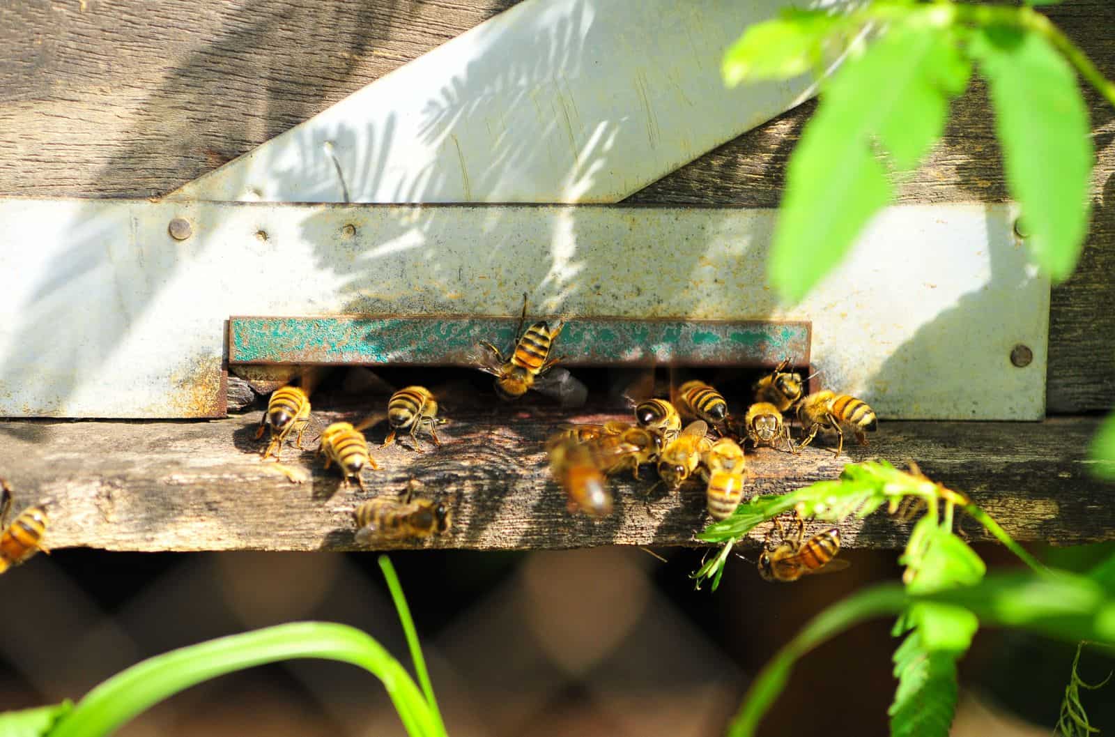 Honey bees at a beehive entrance