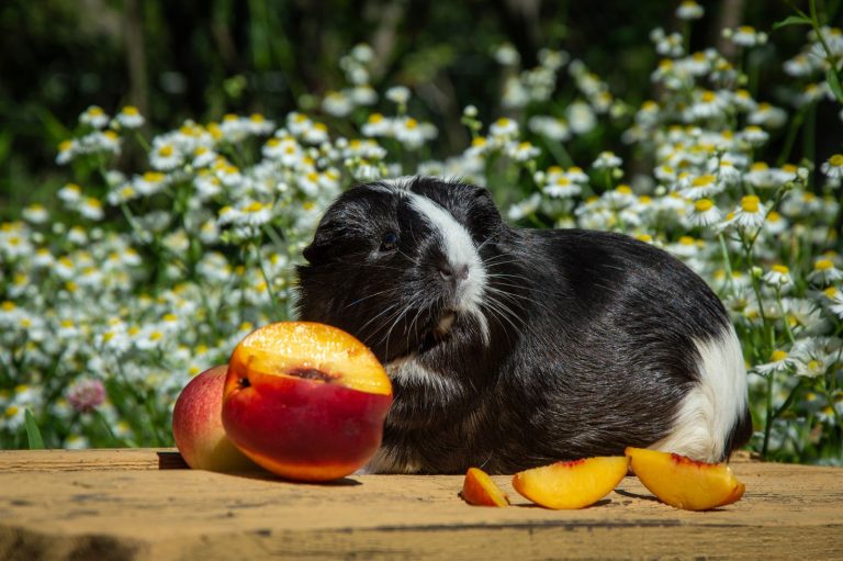 Guinea pig eating a piece of peach