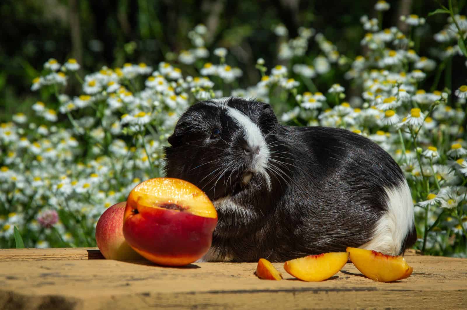 Guinea pig eating a piece of peach