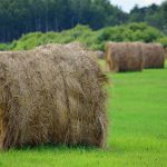 Brome Hay For Cattle Round hay bales in a field