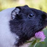 What Foods Are Toxic to Guinea Pigs? Foods to Never Feed Guinea pig sitting on a green surface