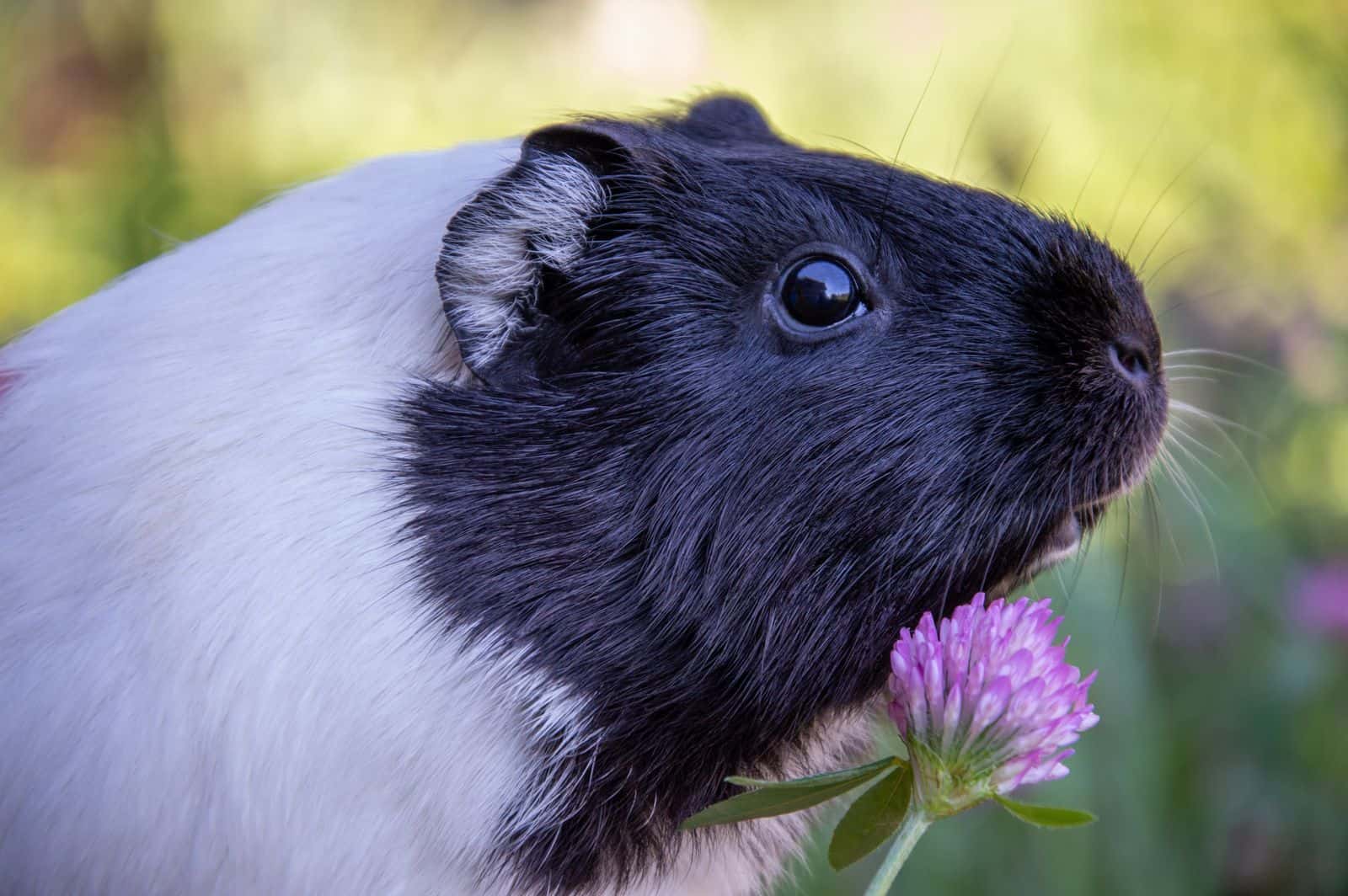 American guinea pig sitting indoors