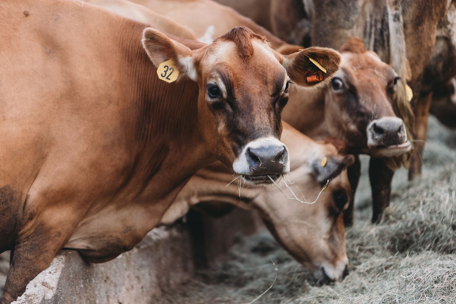 Cattle on a dairy farm