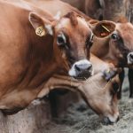 Cattle on a farm