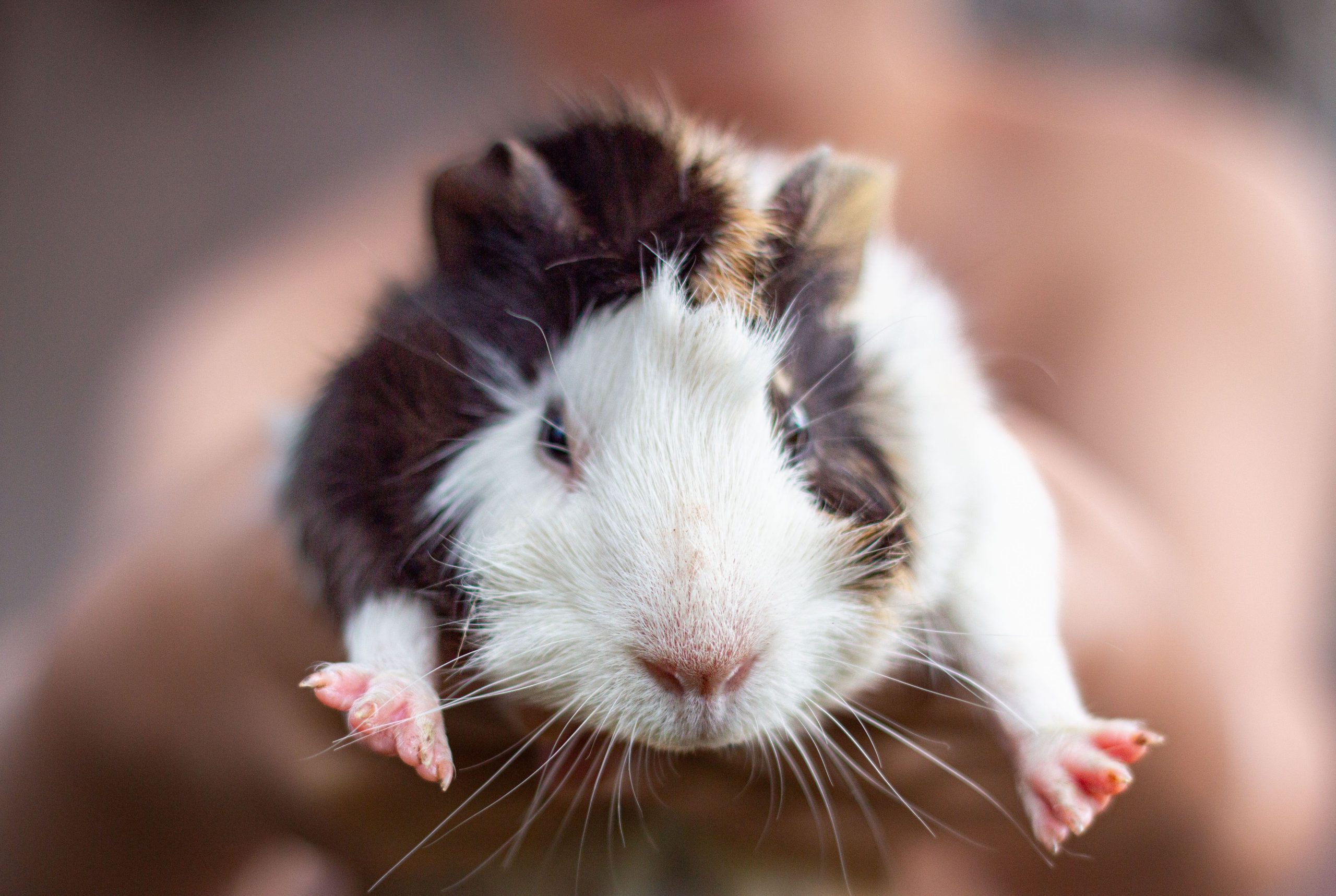 Cute guinea pig