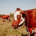Cows on a pasture