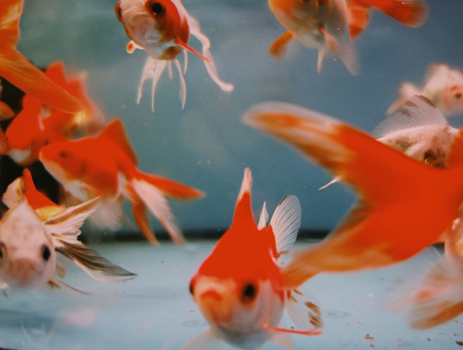 Goldfish swimming in a home aquarium