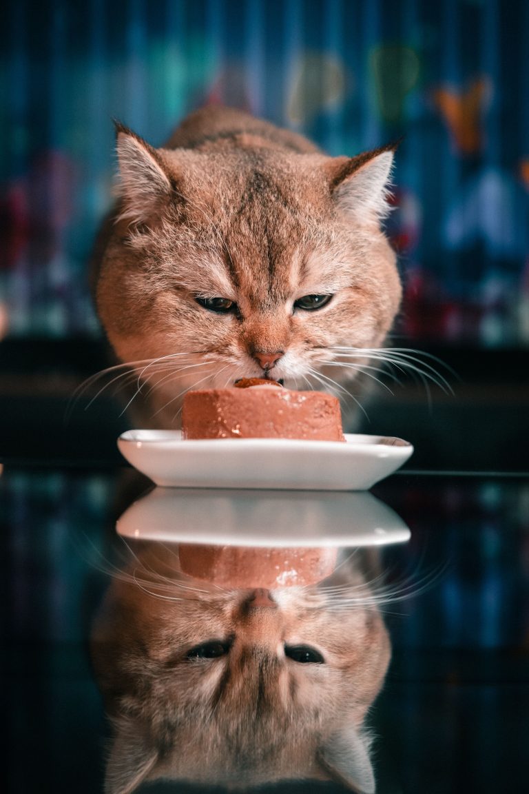Cat eating cat food from a bowl