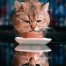 Cat eating cat food from a bowl