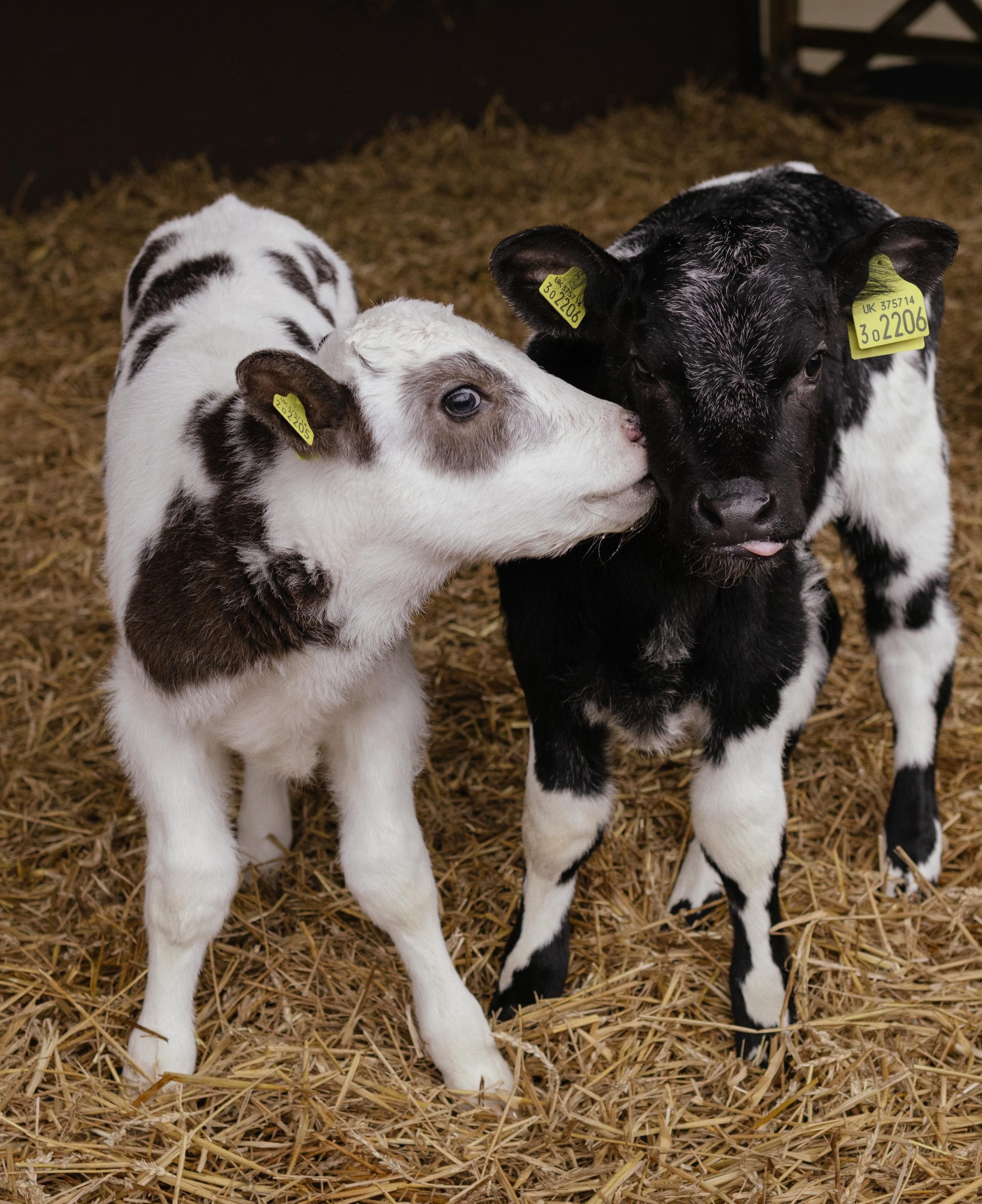 Cows eating supplemental feed