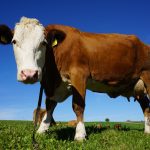Feeding Beet Pulp to Cattle Cow standing in a green pasture