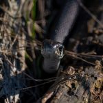 Garter snake emerging from the ground in a garden
