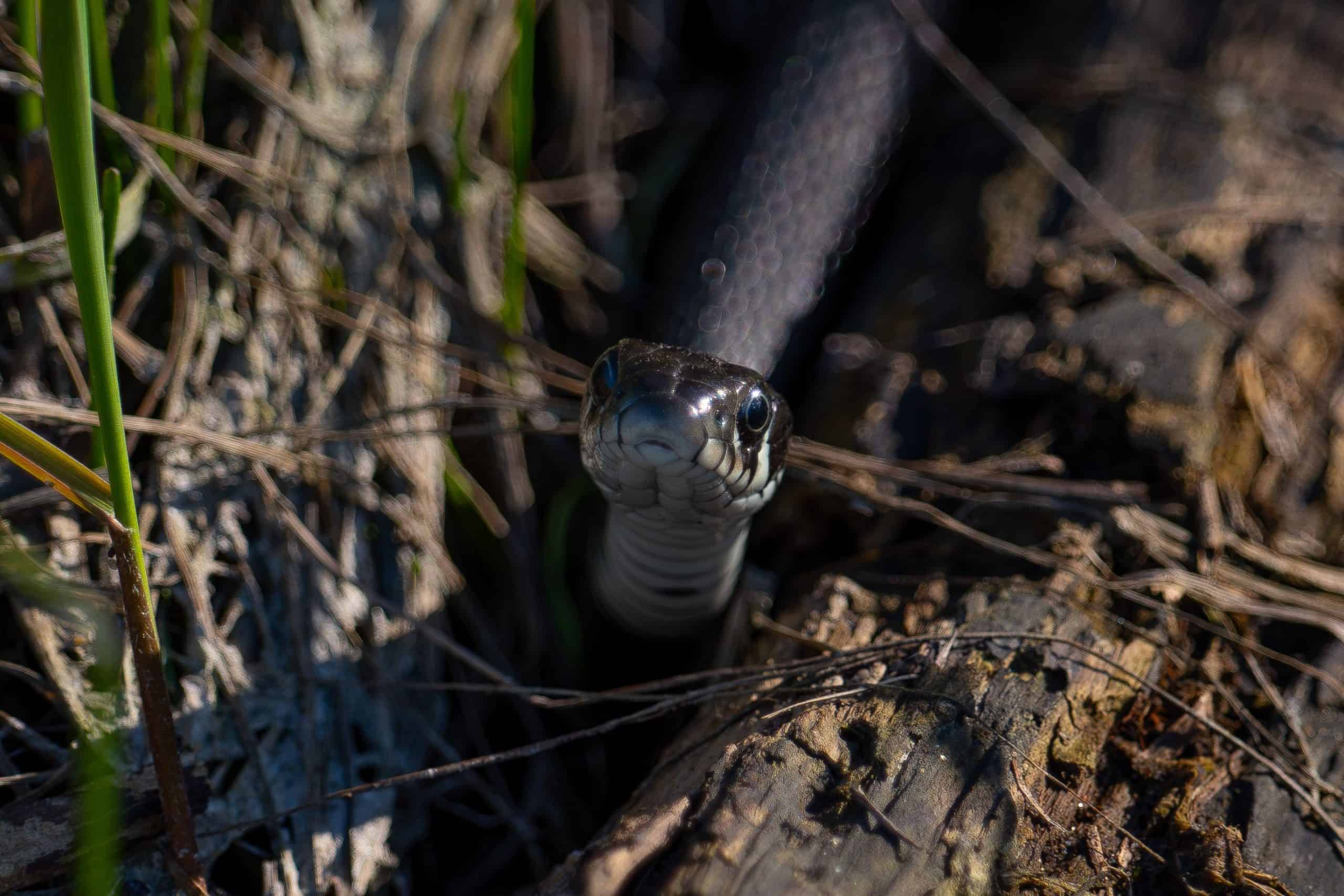 Garter snake emerging from the ground in a garden