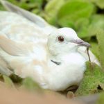 Can Doves Eat Parakeet Food? Close-up of a dove among greenery