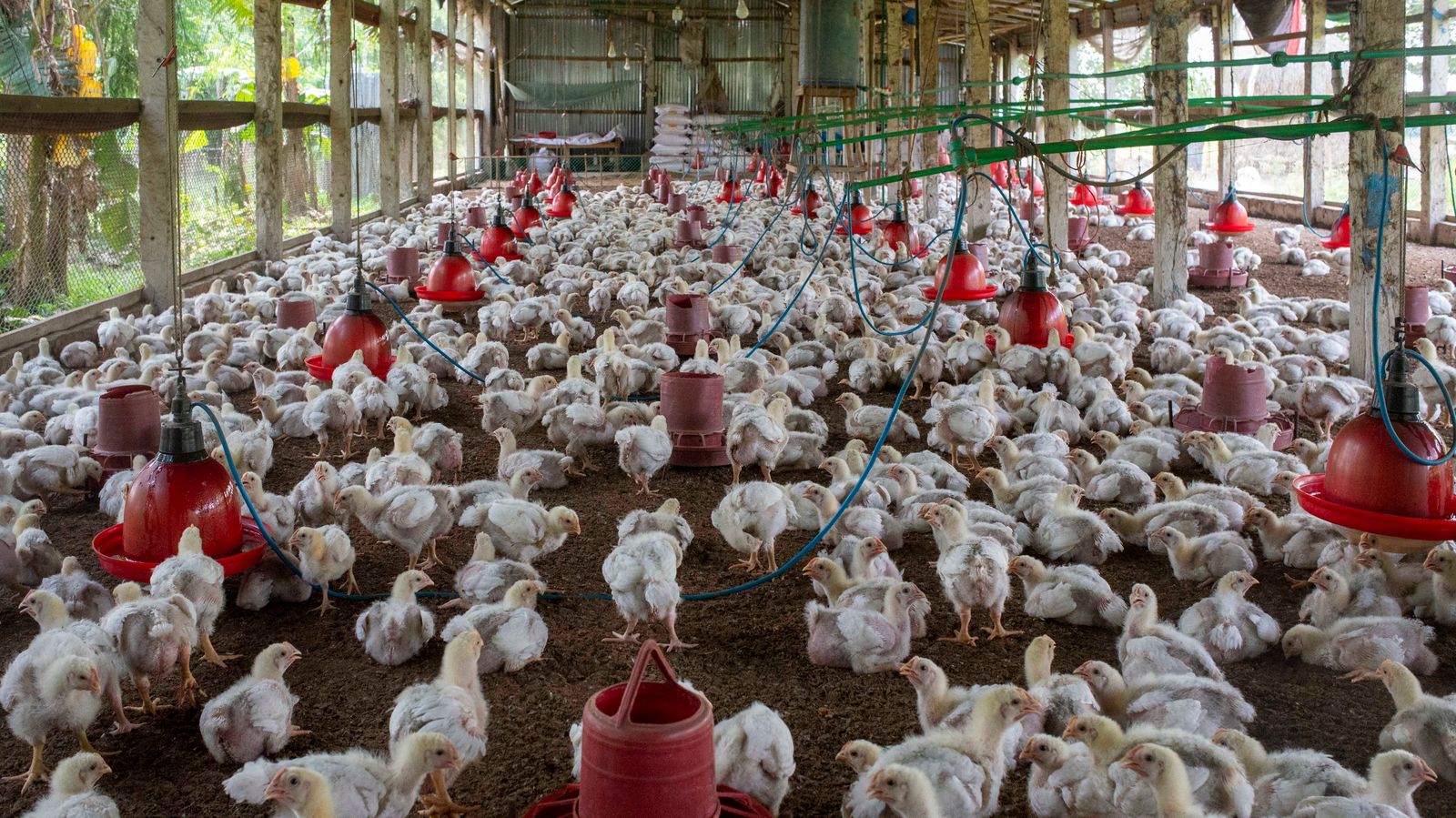 Chickens on a poultry farm