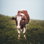 Cows grazing in a pasture