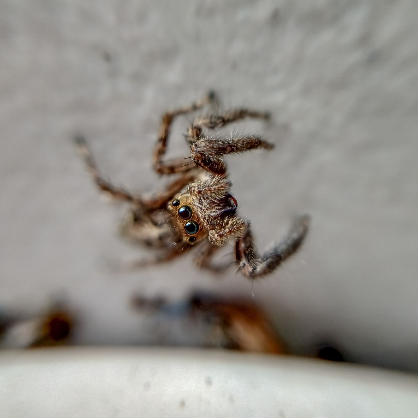 Close-up macro photo of a small brown spider showing its eyes