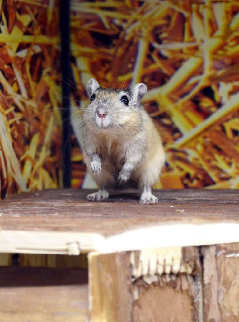 Gerbil standing upright in straw