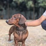 Dachshund standing in a park